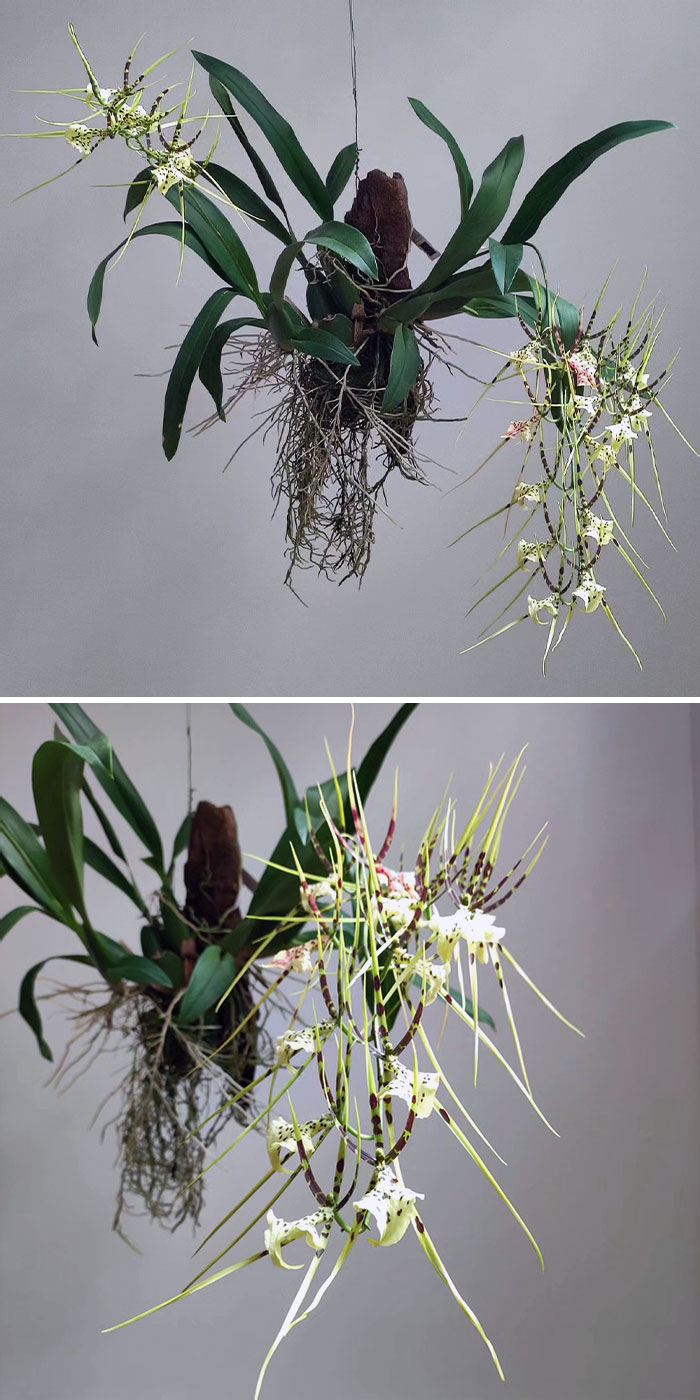 Brassia Rex est un hybride de brassia avec des épis de fleurs massifs pleins de fleurs de grande taille qui, pour beaucoup de gens, ressemblent à des araignées.