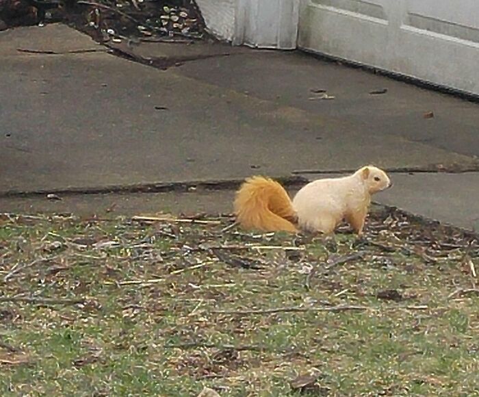 Un écureuil blond sur mon ancien itinéraire postal