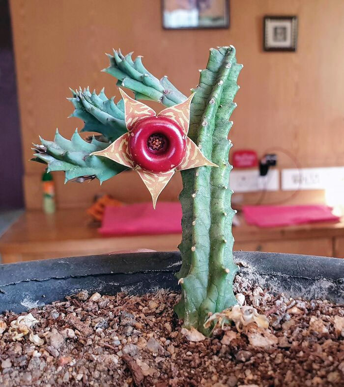 Mon cactus a fait pousser une fleur étrange