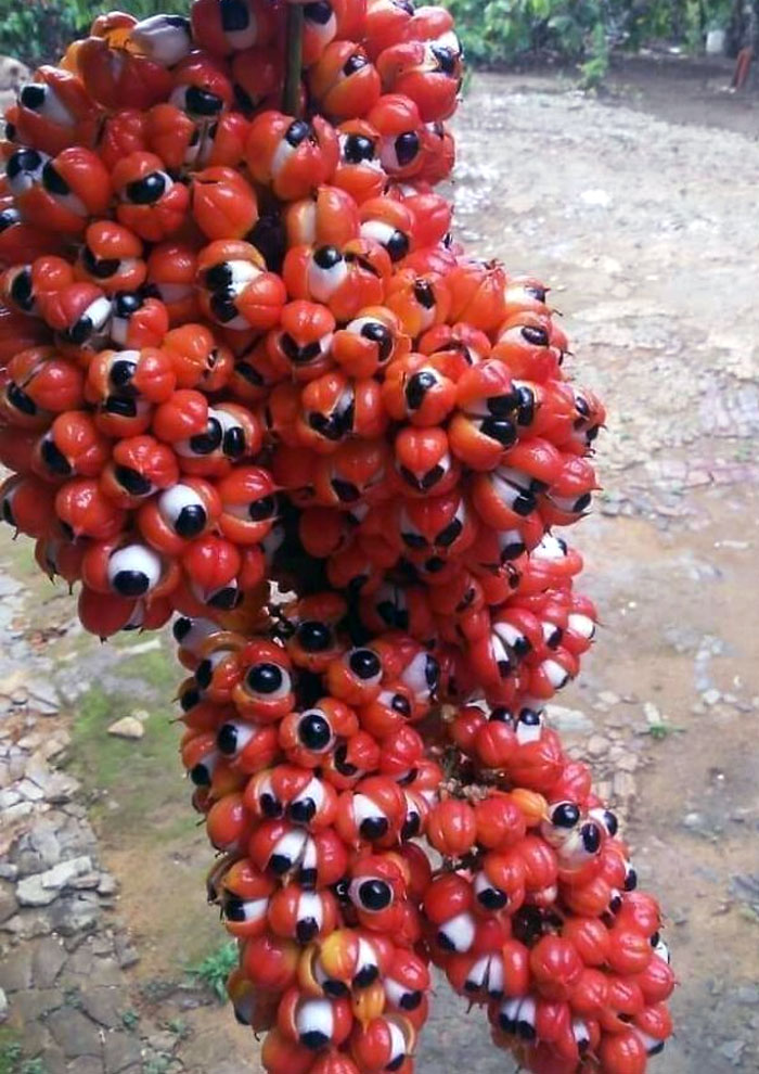 Apparemment, une espèce de plante de guarana ressemble à un grand groupe de globes oculaires.