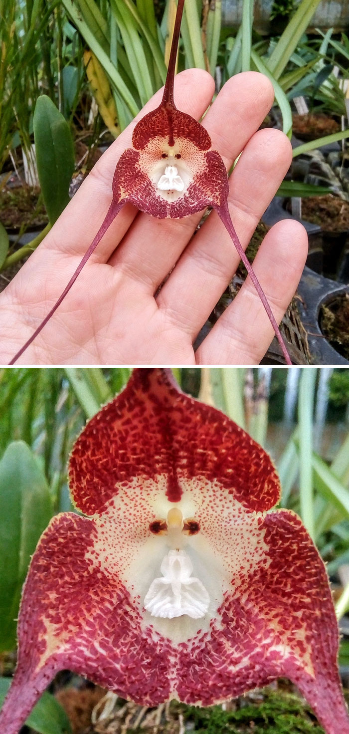 Dracula Simia. Les fleurs de cette orchidée des Andes ressemblent à des visages de singe