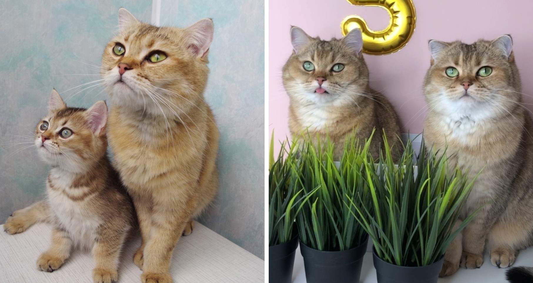 Cette communauté en ligne partage d’adorables comparaisons côte à côte entre les chats d’aujourd’hui et ceux de leur enfance (50 nouvelles photos).