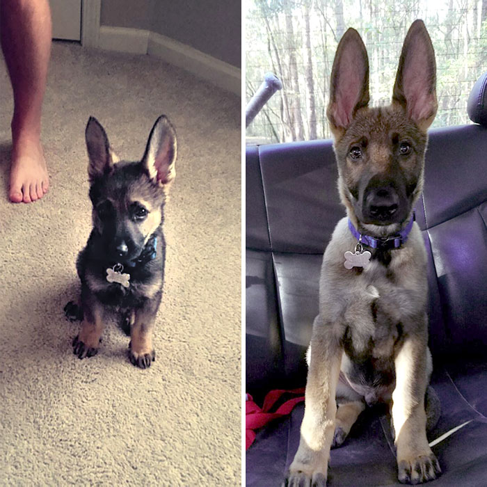 Nous avons toujours pensé qu’il grandirait avec ses oreilles.