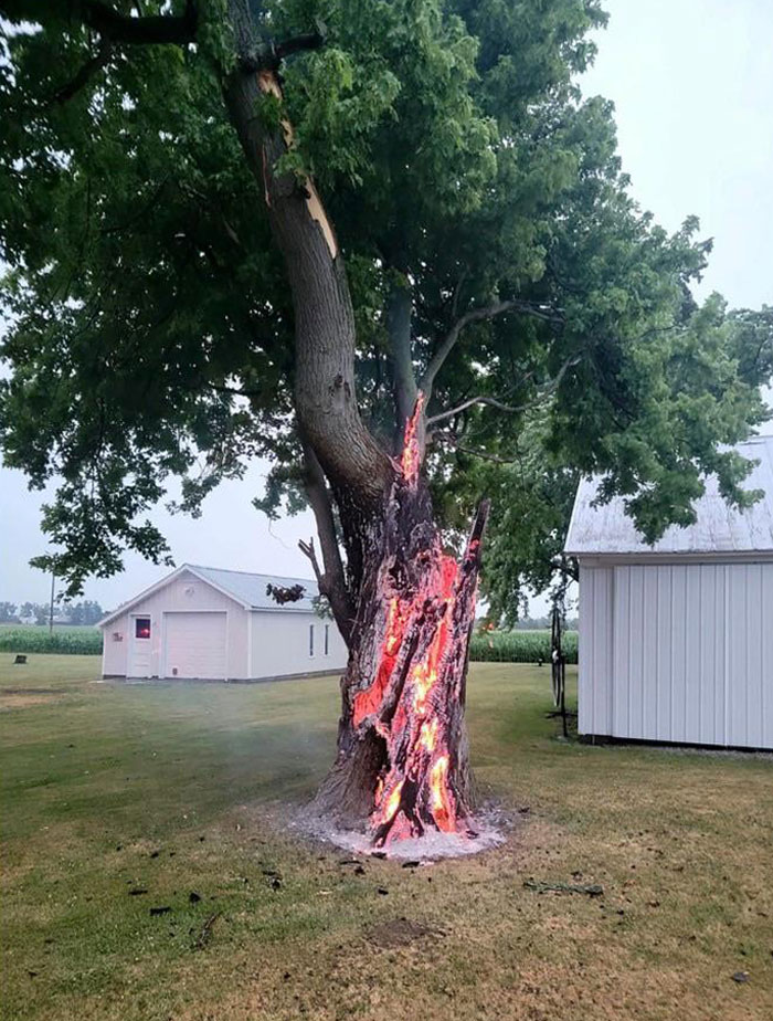 Un arbre frappé par la foudre brûle de l’intérieur