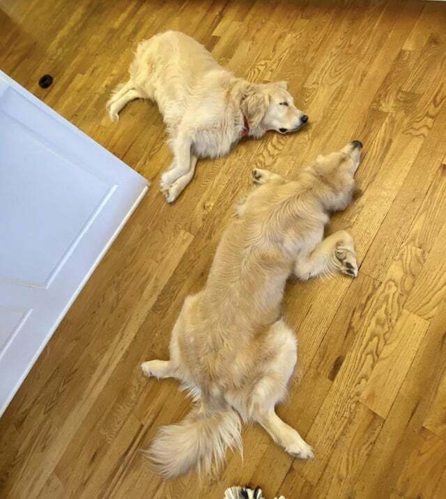 Golden Retriever Sploot