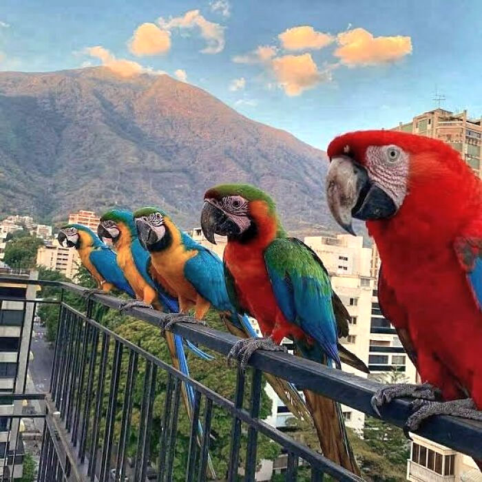 Les aras sauvages visitent fréquemment les balcons à Caracas