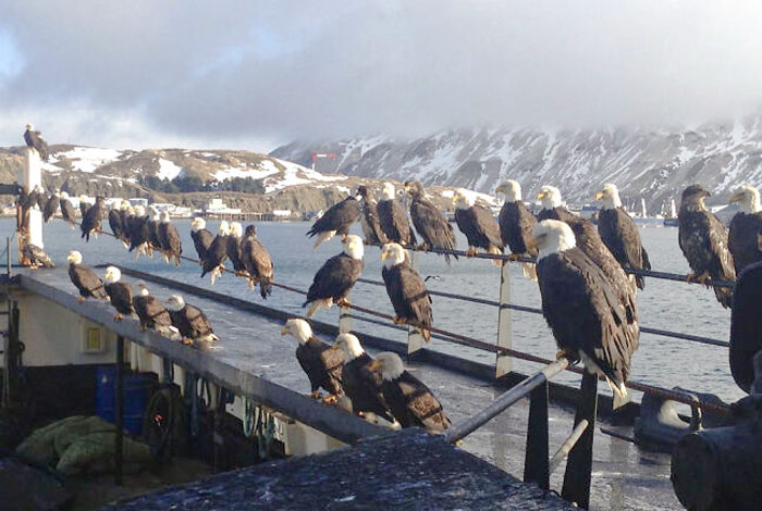La ville portuaire d’Unalaska abrite plus de 600 aigles, ce qui les rend aussi communs que les pigeons dans la plupart des autres villes.