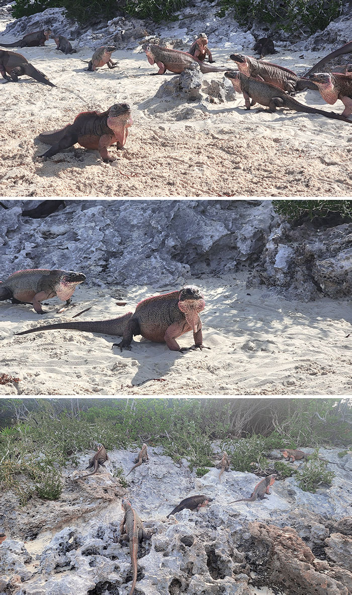 Iguanes sur la plage d’Exuma à Nassau, Bahamas