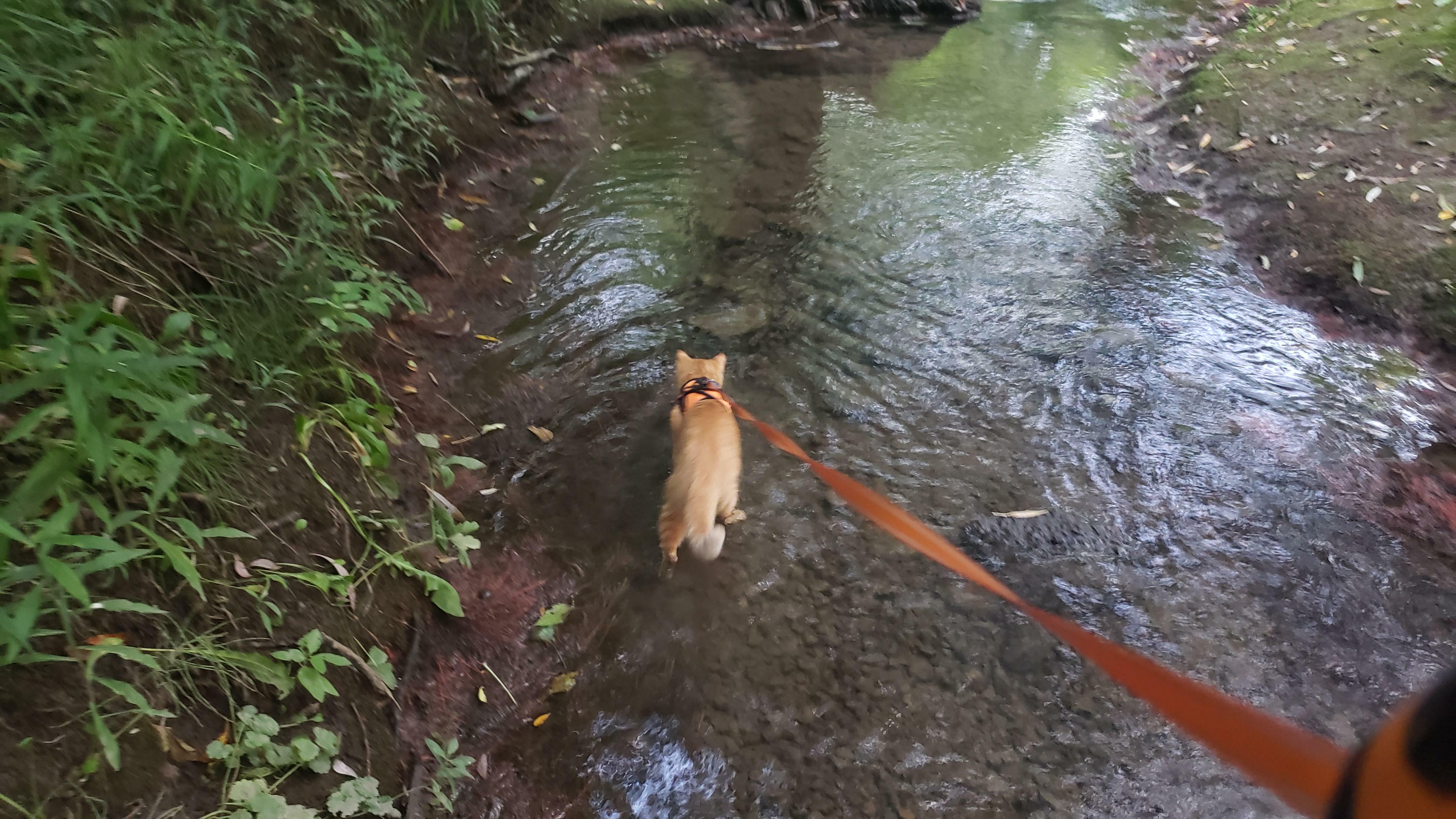 Il s'enfonce jusqu'au genou, je crois que j'ai un chien.