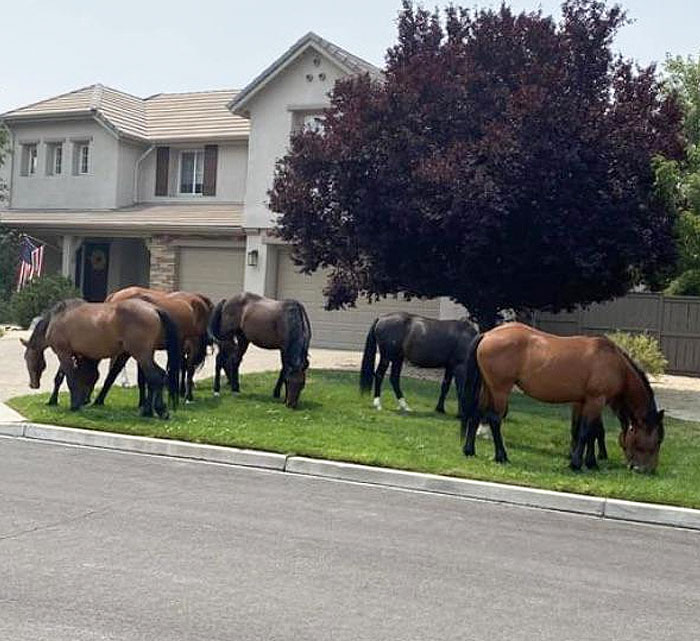 Des chevaux sauvages dans la cour de mon voisin ce matin (NV)