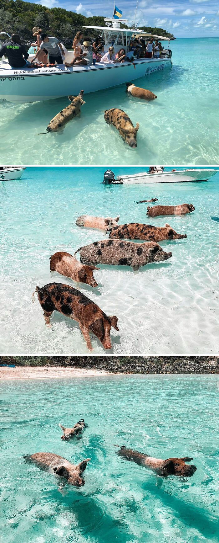 Cochons nageurs aux Bahamas