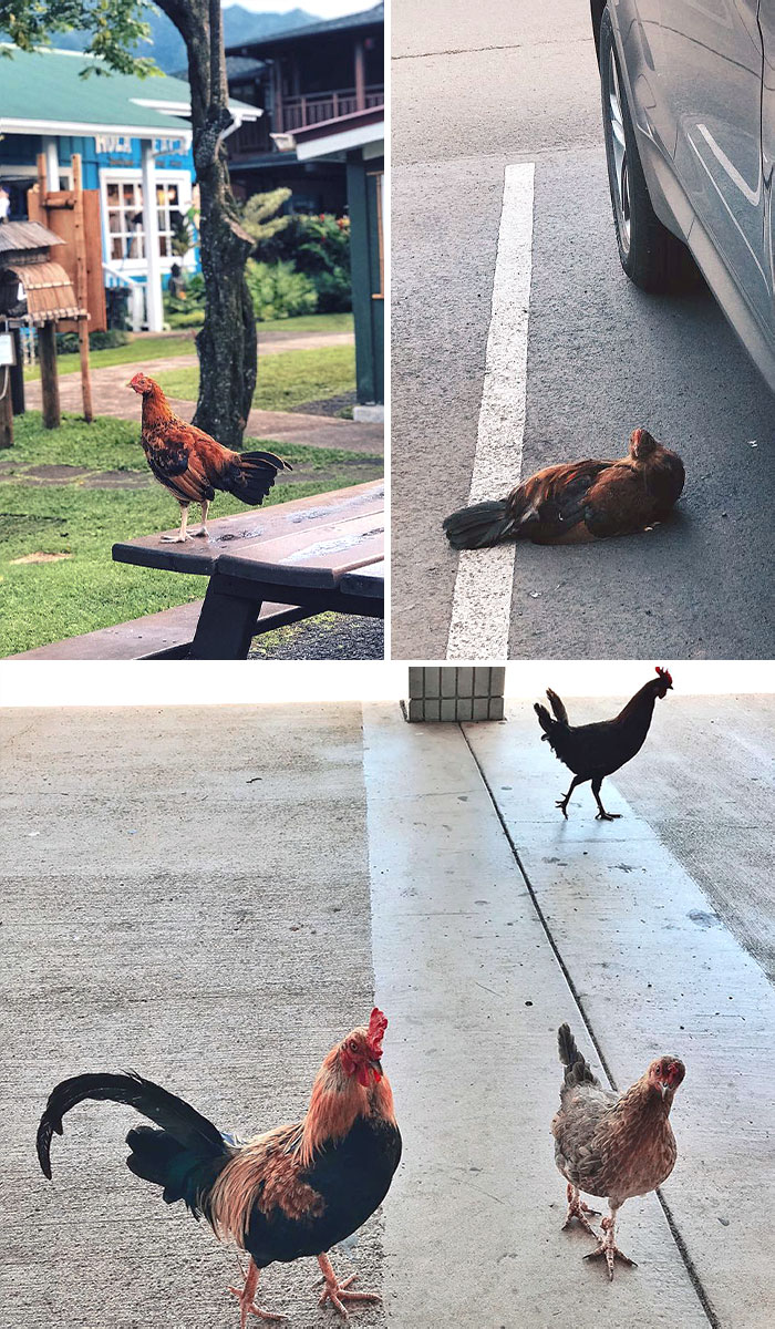 Les poulets sauvages sont partout à Kauai. Ils étaient déjà là alors que nous venions d’atterrir à l’aéroport.