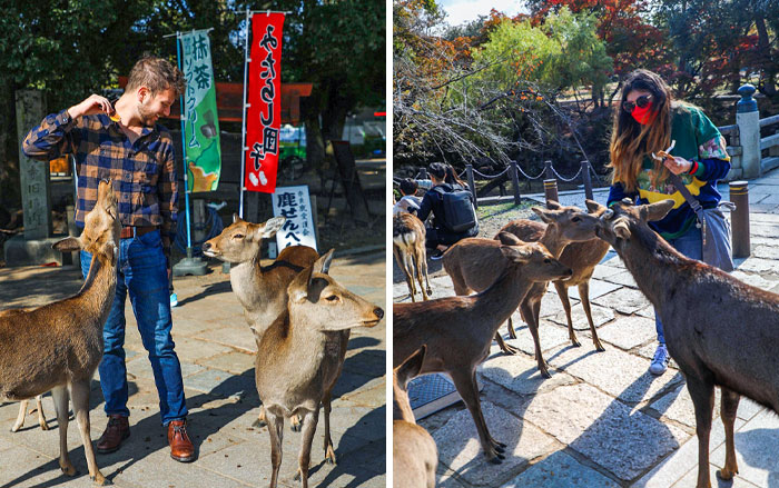 Cerfs à Nara, Japon. Ils s’inclinent pour des biscuits. Mais attention, une fois que tu les auras nourris, ils te suivront pour en redemander, et tu risques de recevoir un coup de tête.