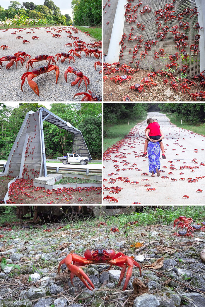 Cette semaine, sur l’île de Noël, 50 millions de crabes rejoignent l’océan.