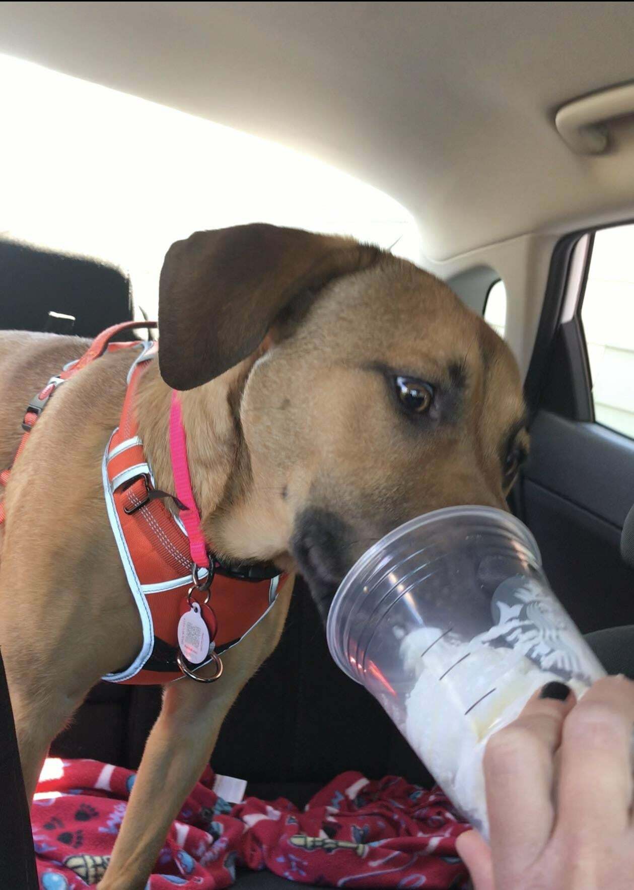 Sur la liste d’euthanasie d’un refuge pour animaux, elle a été adoptée et a reçu un puppuccino de Starbucks.