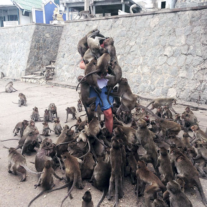 Quand tu ne lis pas le panneau “Ne nourris pas les singes” (Thaïlande)
