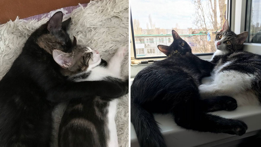 Cette communauté en ligne partage d’adorables comparaisons côte à côte entre les chats d’aujourd’hui et ceux de leur enfance (50 nouvelles photos).