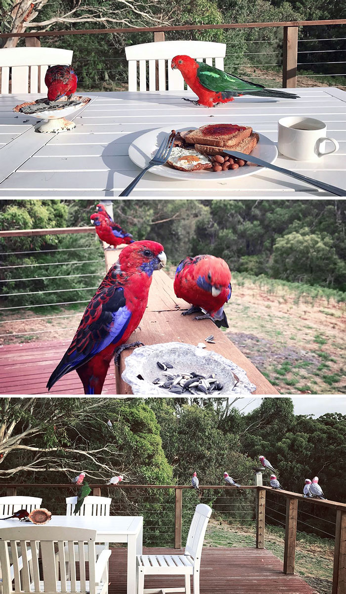 De beaux invités pour le petit déjeuner. Waratah Bay, Australie