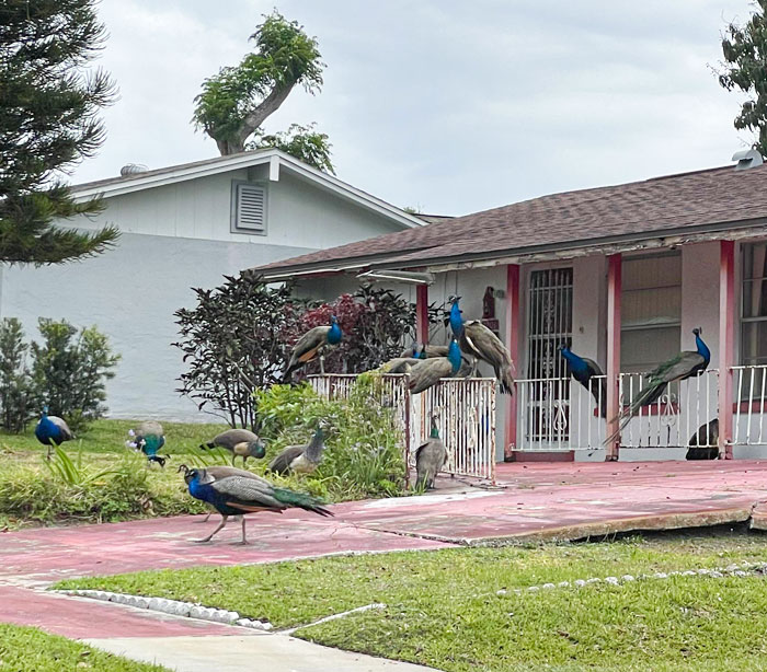 Cette maison est entourée de dizaines de paons sauvages.