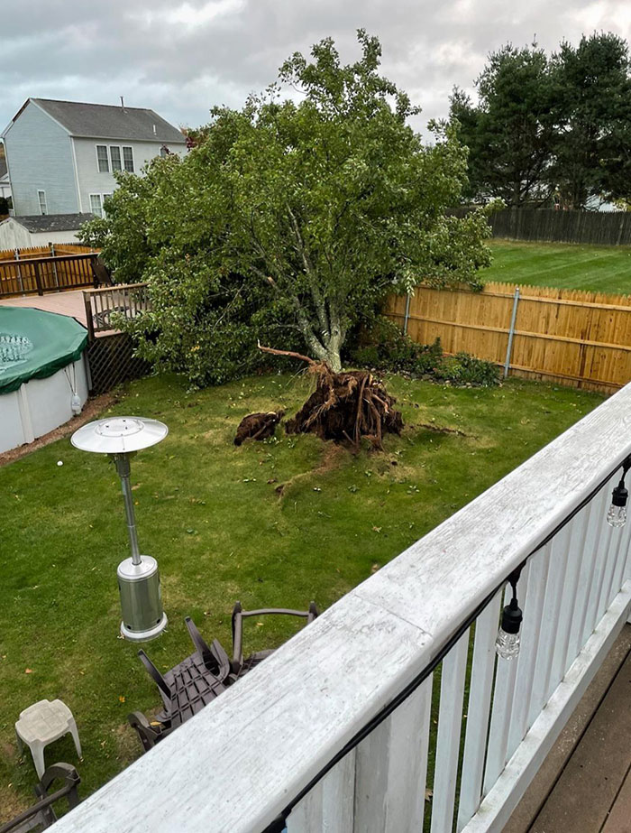 Mon arbre de 20 ans a été déraciné lors d’une tempête de vent hier soir à la maison.
