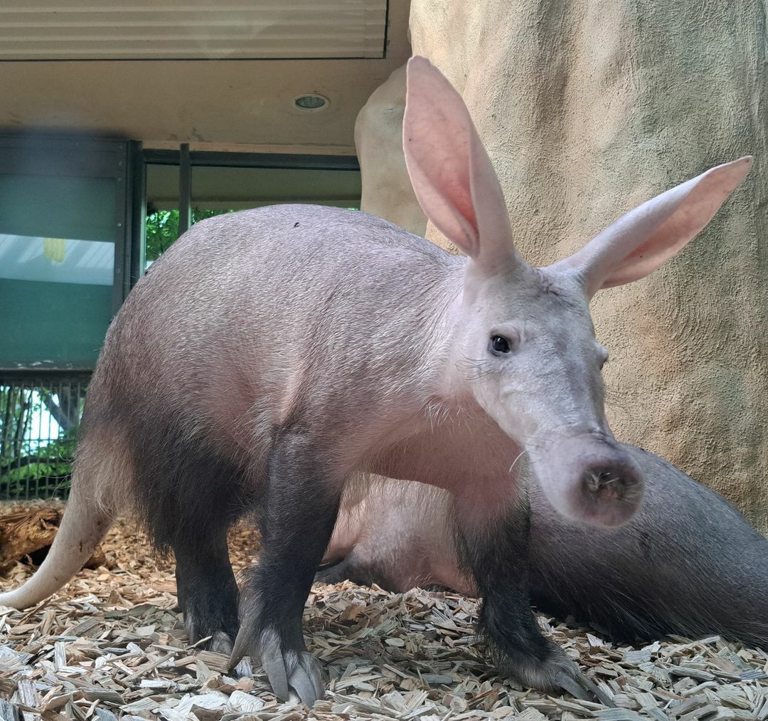 Un oryctérope au zoo