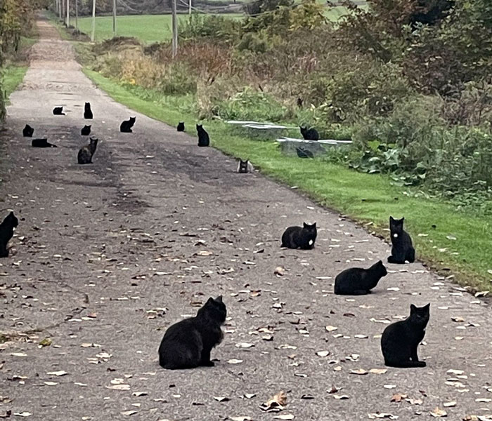 Un groupe de chats noirs dans la nature