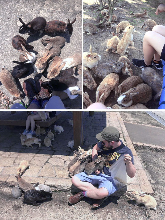 J’ai récemment visité Okunoshima, l’île aux lapins du Japon. Je ne m’attendais pas à ce qu’il y ait autant de lapins.