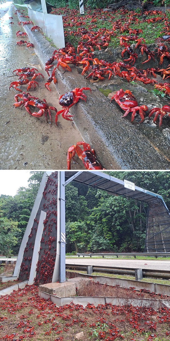 La migration annuelle de masse des crabes rouges vers la mer pour frayer