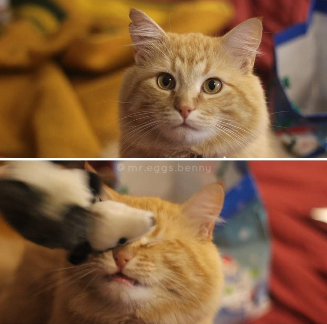 J’essayais de prendre de bonnes photos de Benny en train de jouer, mais j’ai fini par le bombarder accidentellement avec sa peluche d’opossum préférée.