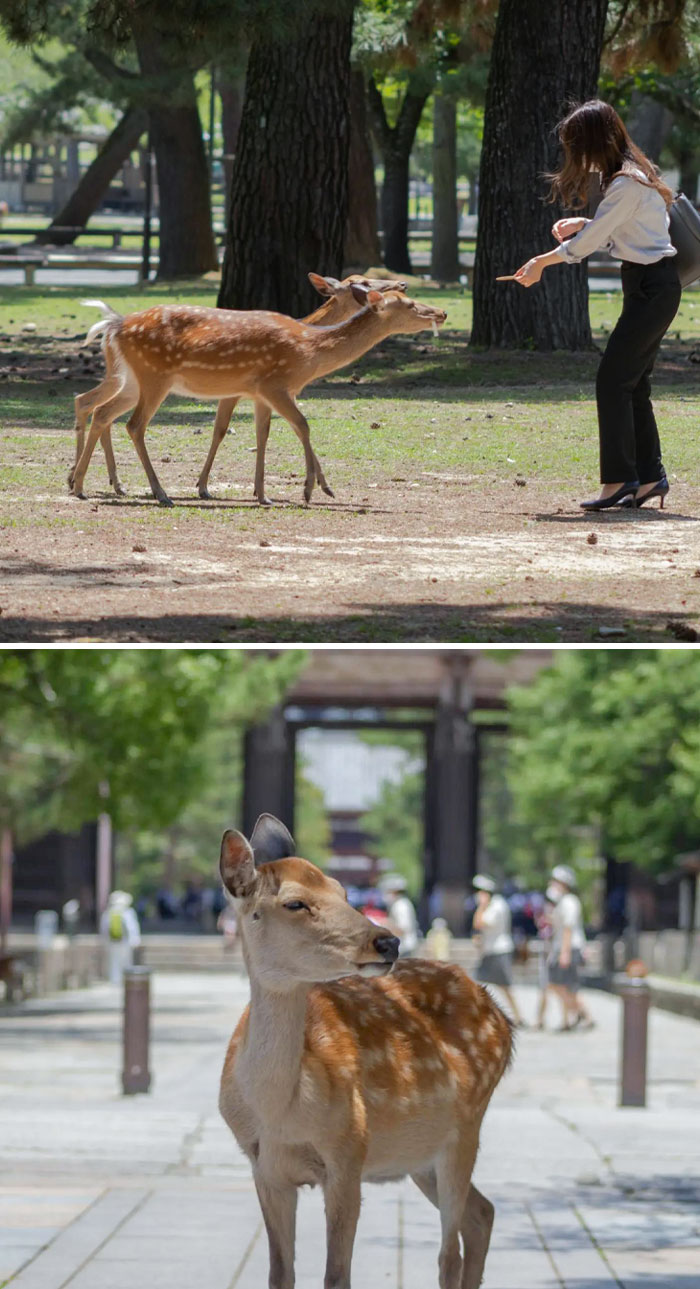Des cerfs sauvages en liberté dans les rues de Nara, au Japon