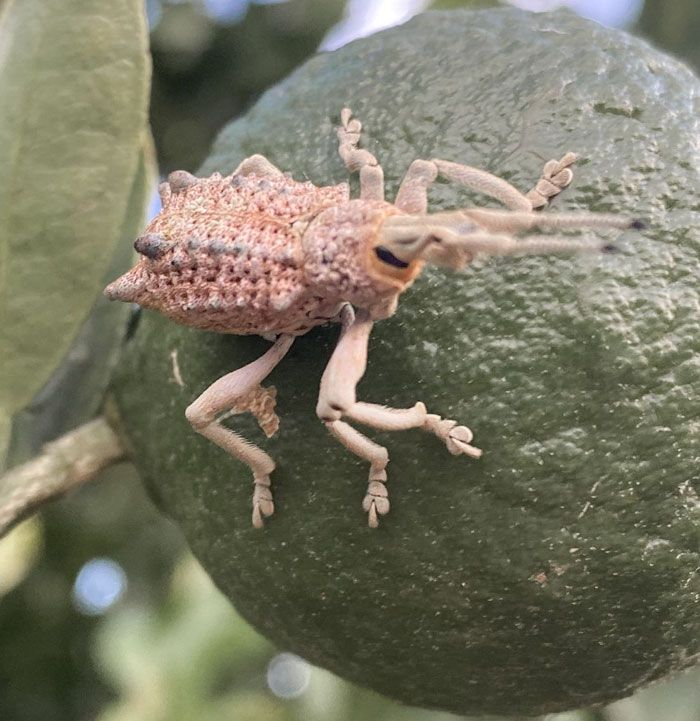 Cet étrange insecte était assis sur un mandarinier dans le centre du Queensland, en Australie.