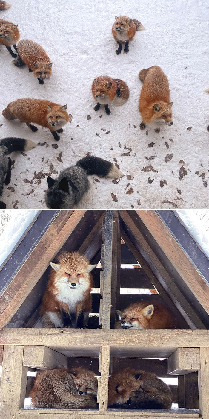 Fox Village – Japon