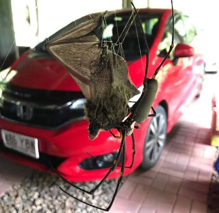 L’araignée Golden Orb mange une micro-chauve-souris en Australie