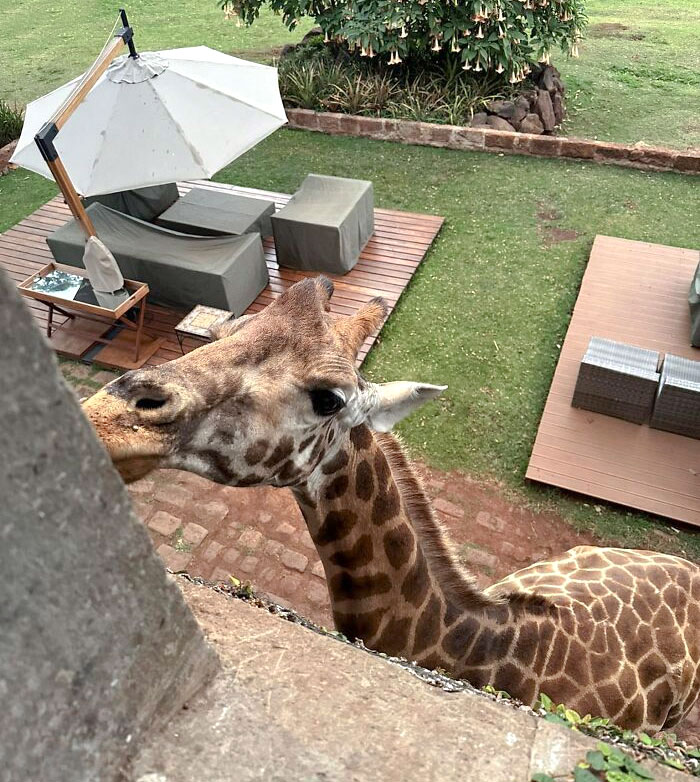 Dans le manoir des girafes, la chambre de Jock, au Kenya. Il y a des chambres où les girafes sont nourries. Les girafes viennent tôt le matin pour recevoir des friandises. C’est vraiment une expérience formidable