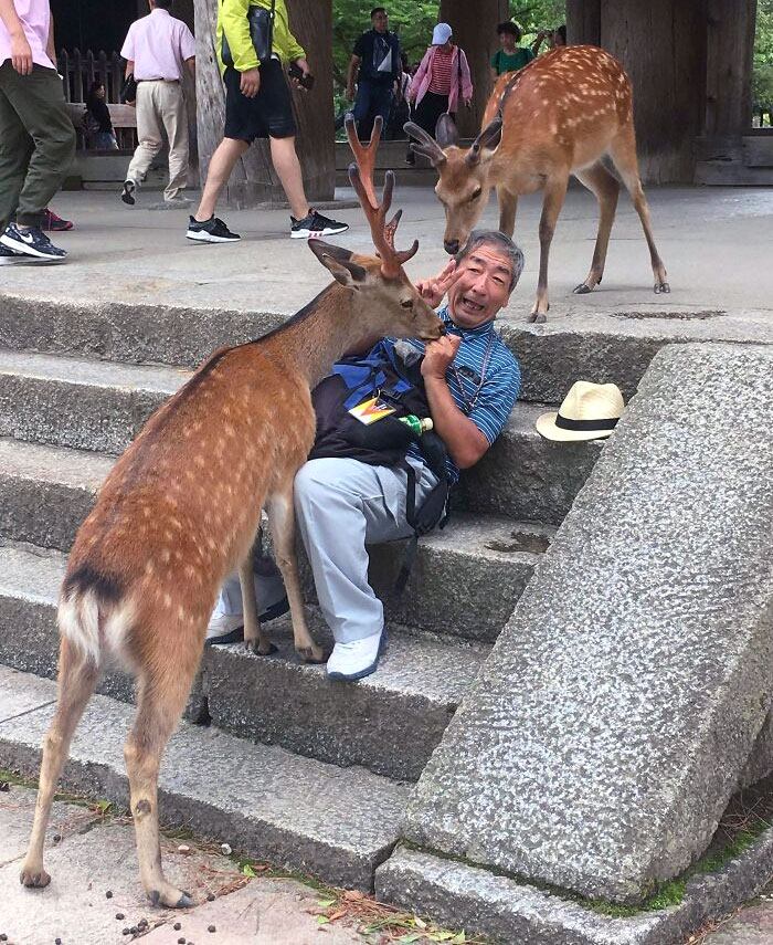 J’ai pris une photo aujourd’hui de cet homme qui essaie en vain de céder le passage à un cerf à Nara, au Japon.