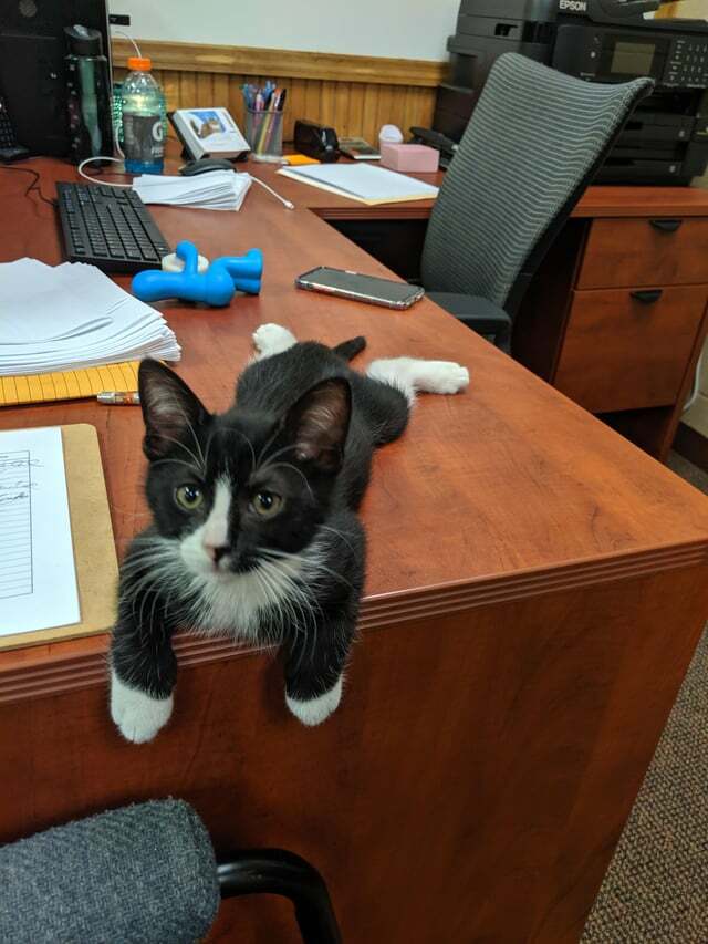 Notre chaton de bureau fait un gros sploot