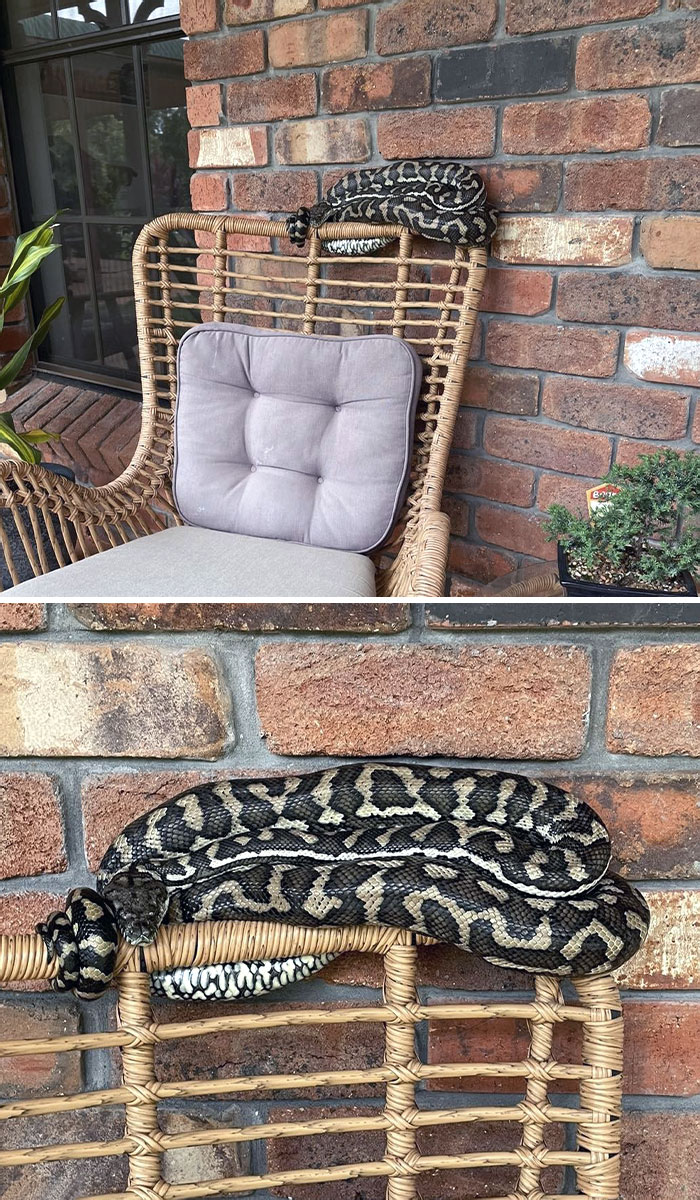 Tapis python bien confortable sur une chaise