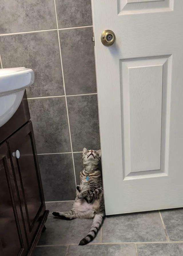Pourquoi les chats sont-ils toujours bizarres quand ils sont dans la salle de bain ?