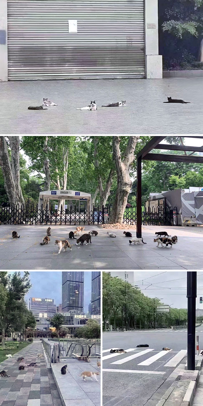 Shanghai : Vidées de leurs habitants, les rues sont prises d’assaut par les chats