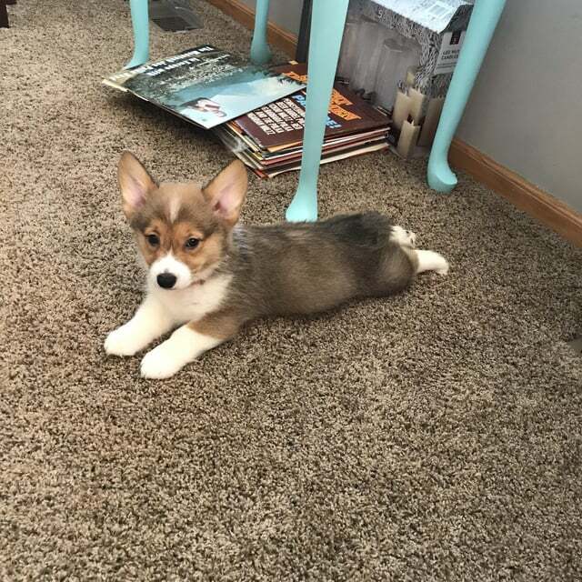 Notre petit gars Ari fait son premier sploot dans sa nouvelle maison