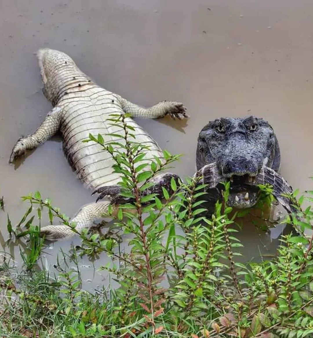 Ce crocodile