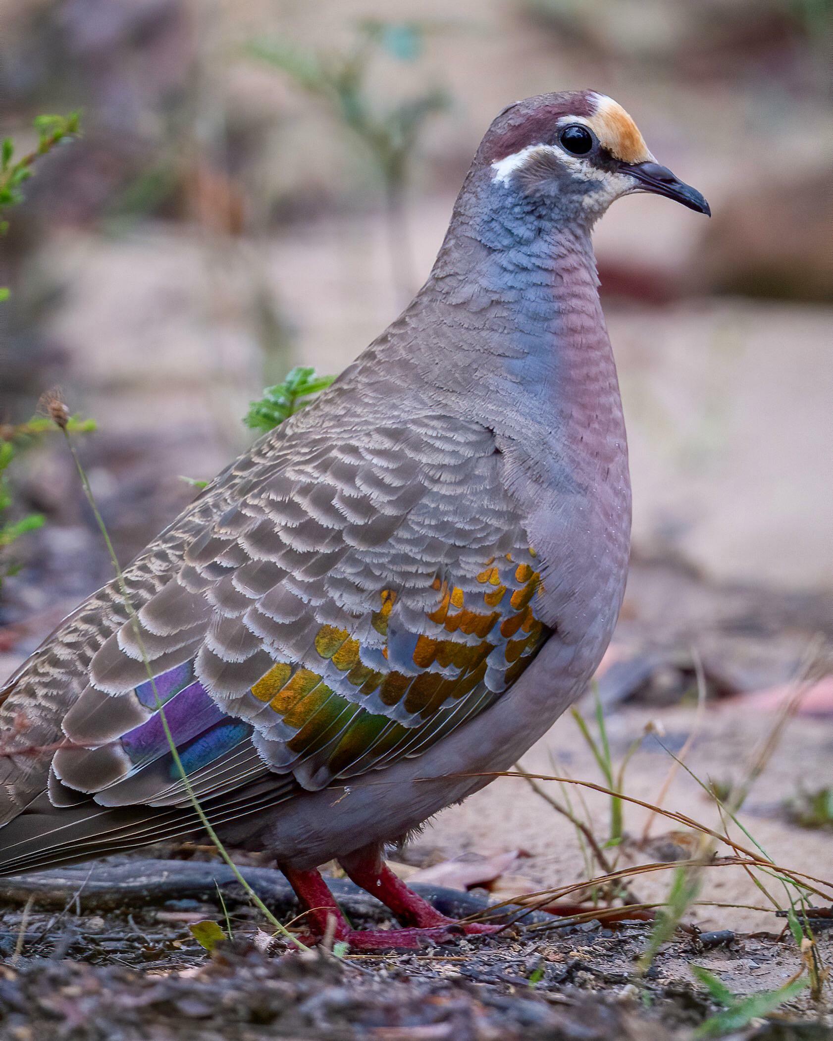 Savais-tu que nous avons des pigeons indigènes ? Voici un bronzé commun que j’ai photographié dans les montagnes bleues le week-end dernier (Australie).