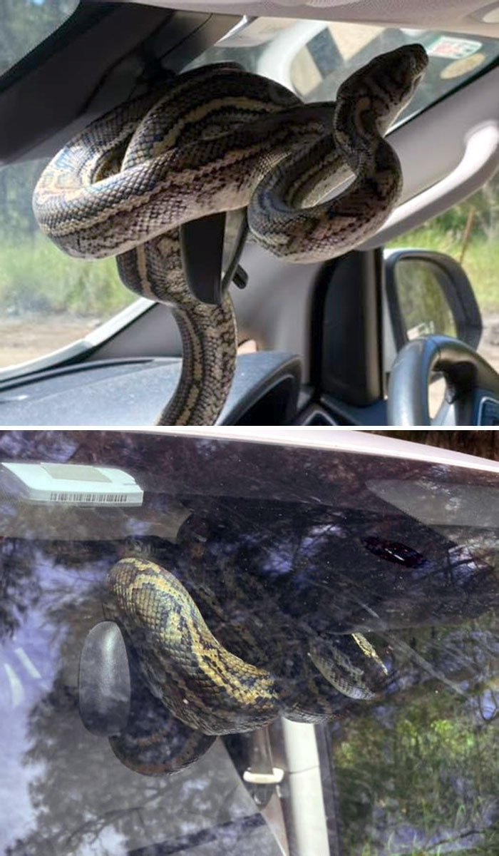 Oublie les dés en peluche. Il n’y a qu’en Australie que tu reviendrais à ta voiture pour voir un python de tapis côtier enroulé autour du rétroviseur.