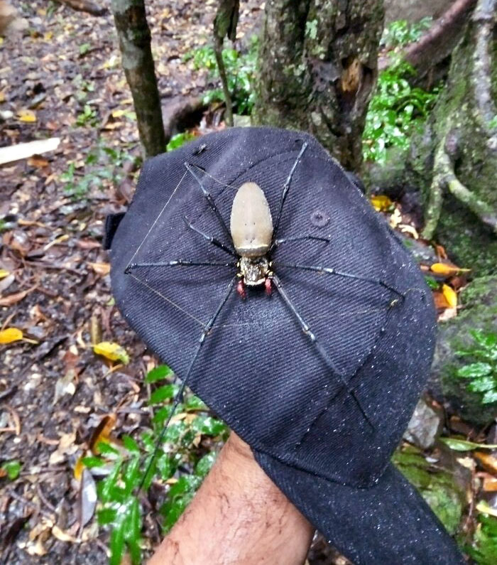Tisserand à orbe doré femelle sur le chapeau d’un compagnon. Australie