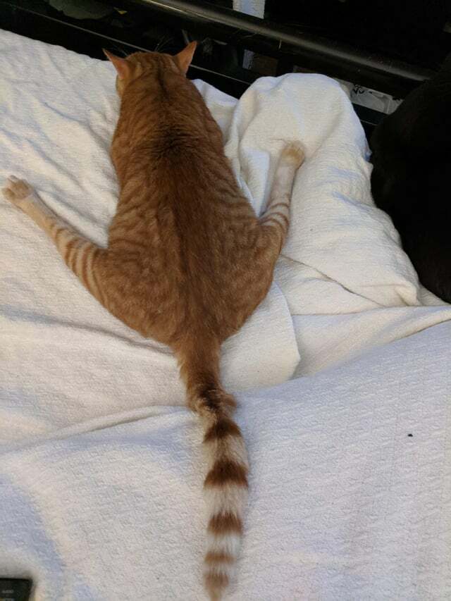 Est-ce que cela compte comme un Sploot ?