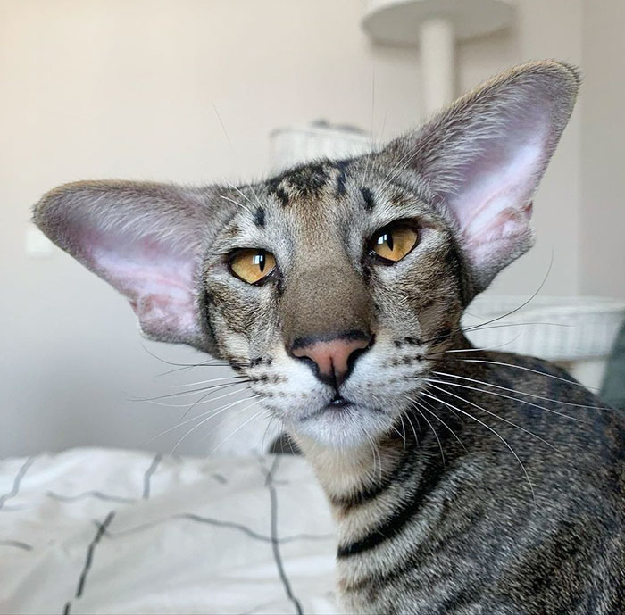 Mon Rex avec ses grandes oreilles
