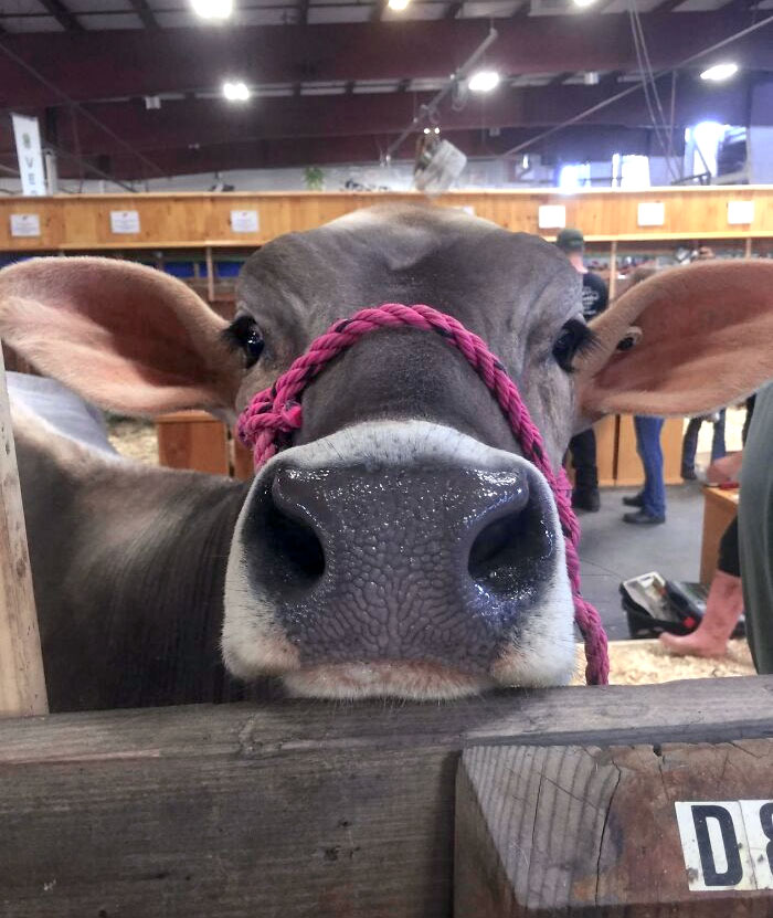 La vache Nosey a sans aucun doute volé la vedette au champ de foire du comté. Tout le monde n’aime pas les vaches, mais c’était une beauté avec les oreilles les plus douces.