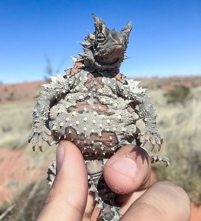 Diable épineux, trouvé dans le centre de l’Australie