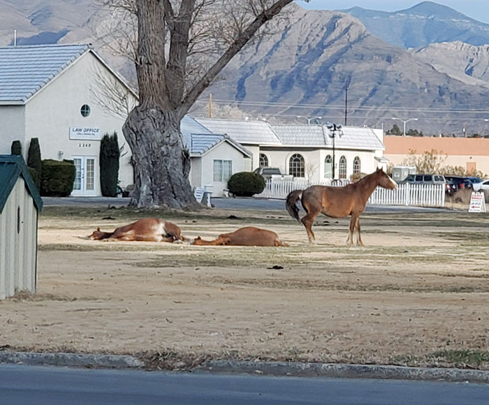 Des chevaux sauvages dans le centre ville où j’habite, Nevada