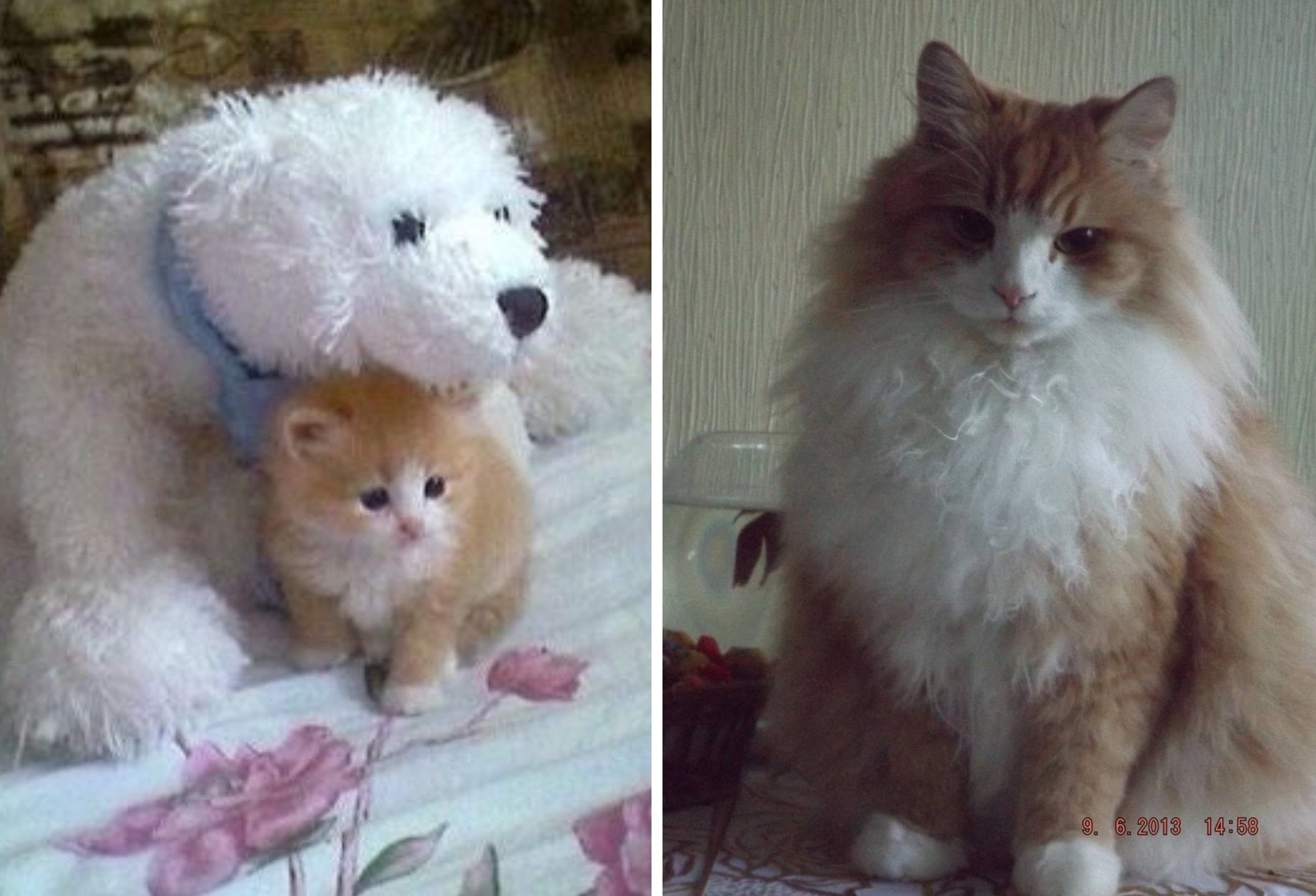 Cette communauté en ligne partage d'adorables comparaisons côte à côte entre les chats d'aujourd'hui et ceux de leur enfance (50 nouvelles photos).